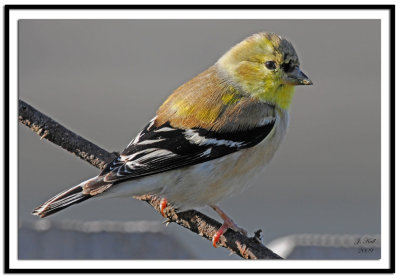 American Goldfinch