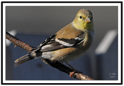 American Goldfinch