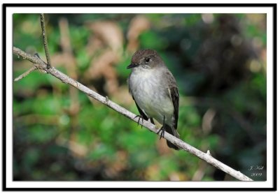 Eastern Phoebe