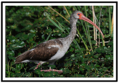 Immature Ibis