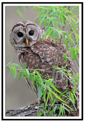 Barred Owl