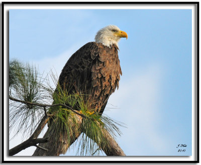 Bald Eagle