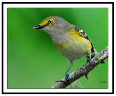 White-eyed Vireo