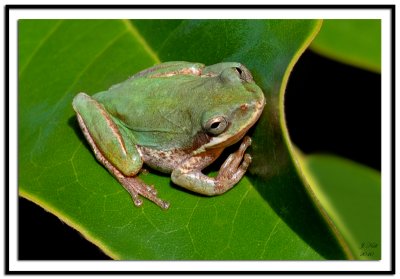 Tree Frog