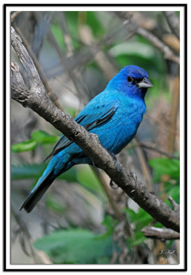 Indigo Bunting