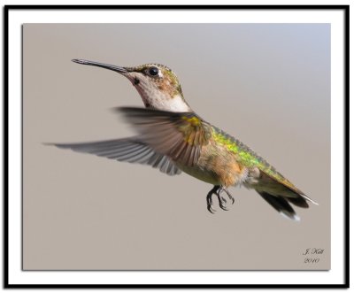 Ruby Throated Hummingbird (Female)