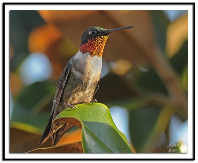 Ruby Throated Hummingbird (Male)