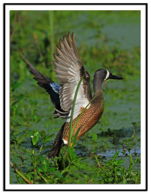 Blue Winged Teal