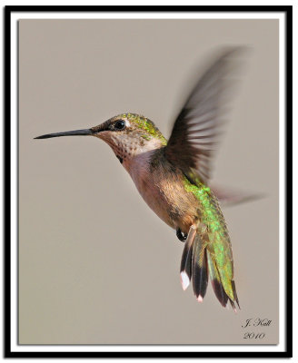 Ruby Throated Hummingbird (Female)