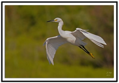 Snowy Egret