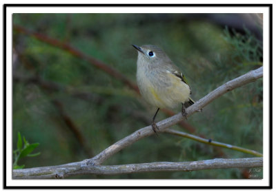 Ruby Crowned Kinglet