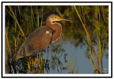 Tri-Colored Heron