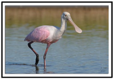 Roseate Spoonbill