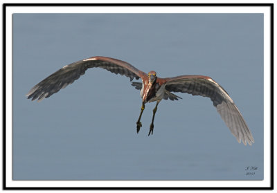 Tri-Colored Heron