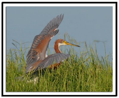 Tri-Colored Heron