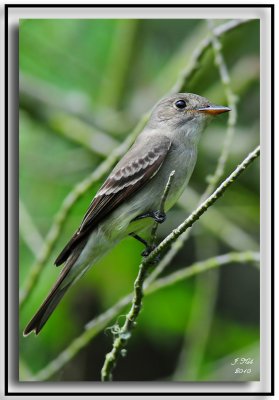 Eastern Wood Pewee