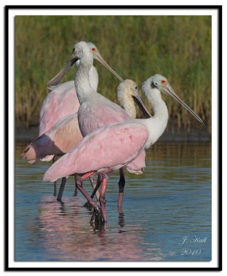 Roseate Spoonbills