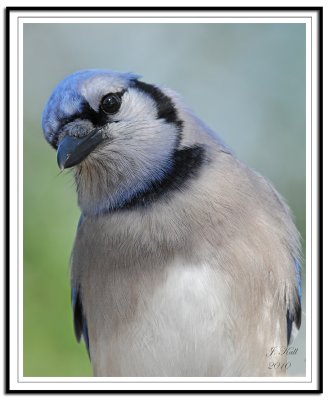 Bluejay