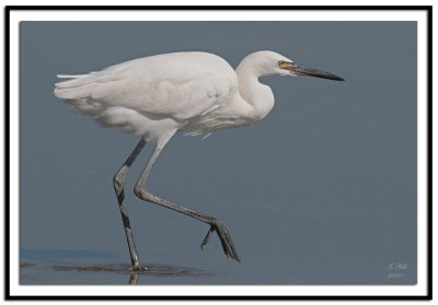 Reddish Egret