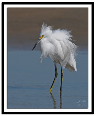 Snowy Egret