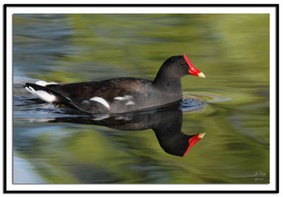 Common Moorhen