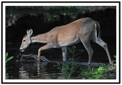 Whitetail Deer