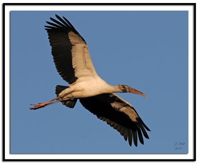 Wood Stork