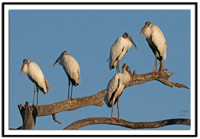 Wood Stork's