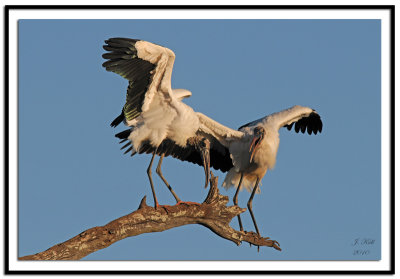 Wood Stork's