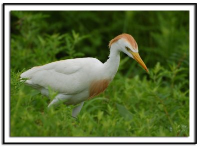 Cattle Egret