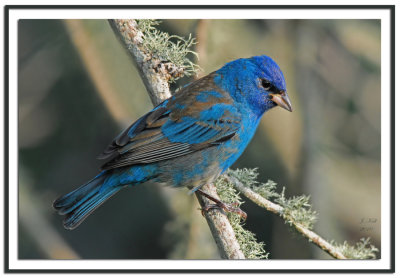 Indigo Bunting