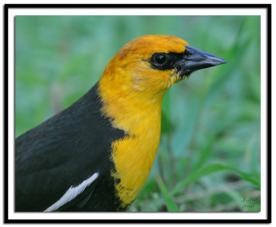 Yellow-headed Blackbird