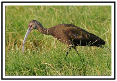 White-Faced Ibis