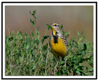 Eastern Meadowlark