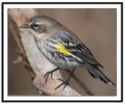 Yellow Rumped Warbler