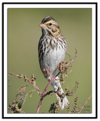 Savannah Sparrow