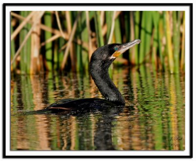 Neotropic Cormorant