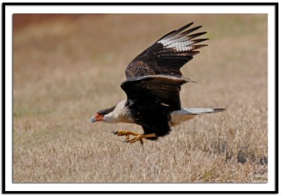 Crested Caracara