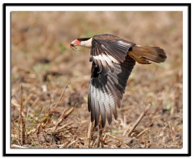 Crested Caracara