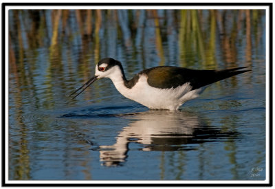 Black Necked Stilt