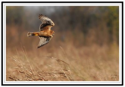 Northern Harrier