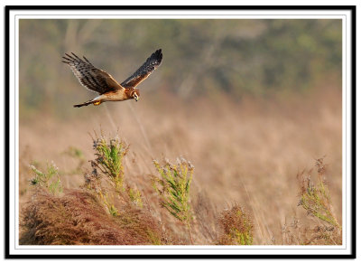 Northern Harrier