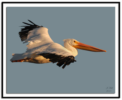  American White Pelican