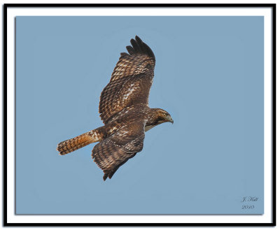 Red-tailed Hawk