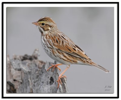 Savannah Sparrow