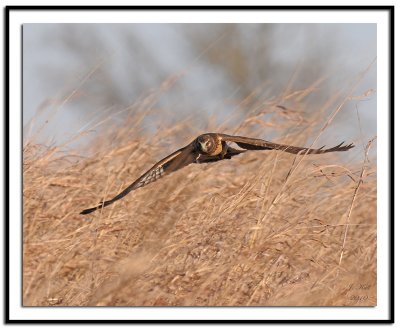 Northern Harrier