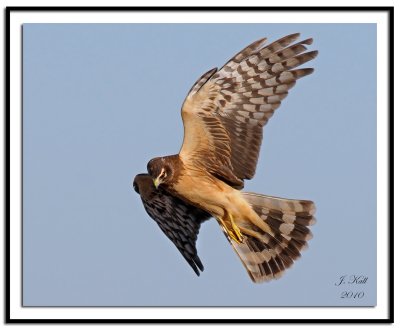 Northern Harrier