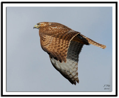 Red-tailed Hawk