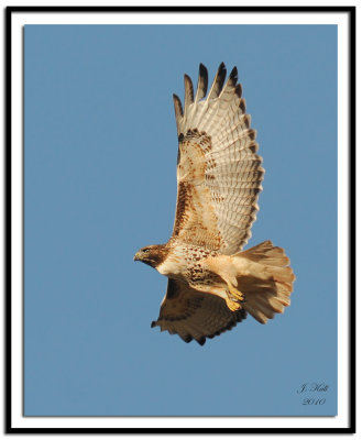 Red-tailed Hawk