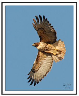 Red-tailed Hawk